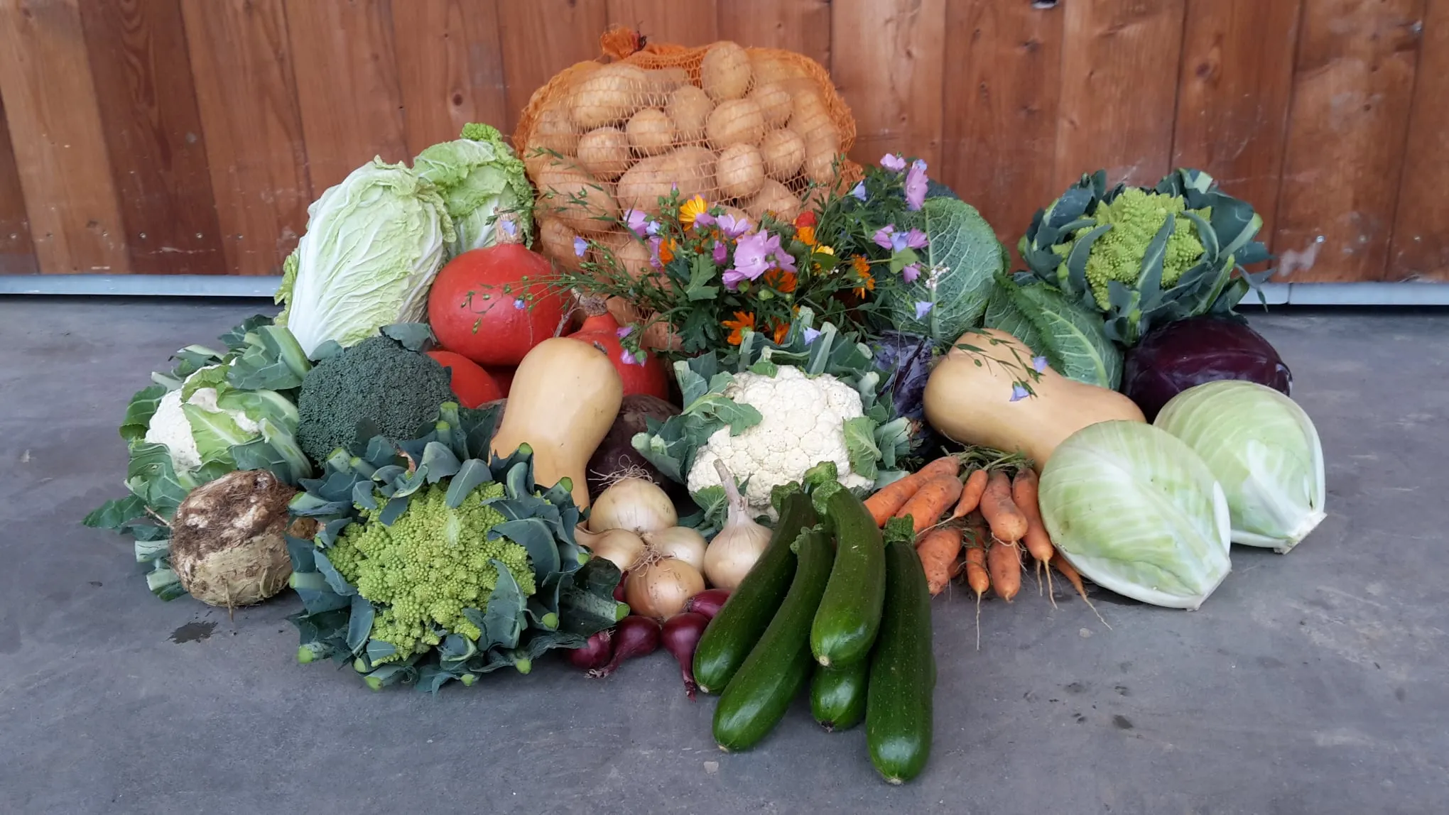 Frisch geerntetes Gemüse vor einer Holzwand: Kürbisse, Kohl, Zucchini, Möhren, Blumenkohl und ein Sack Kartoffeln